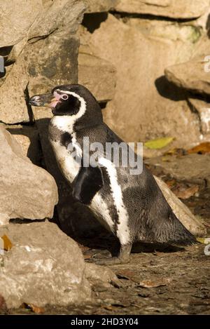 Humboldt-Pinguin - Spheniscus humboldti, mittelgroßer Pinguin von der südamerikanischen Ozeanküste, Chile. Stockfoto