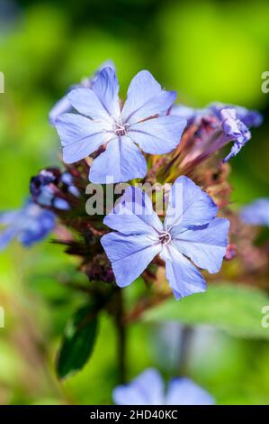 Ceratostigma willmottianum eine im Sommer herbstliche, blühende Pflanze mit einer winterharten, blauen Sommerblume, die allgemein als Chinese plumbago bekannt ist, Stock Photo im Stockfoto