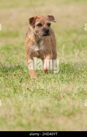 Border Terrier, der auf einem Grasfeld läuft Stockfoto