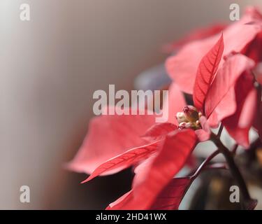 Nahaufnahme eines Blattes aus der Poinsettia-Blume (Bethlehem-Stern) Stockfoto