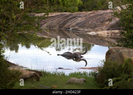 Wasserbüffel kühlen in einem Teich auf einer Farm in Sri Lanka ab Stockfoto