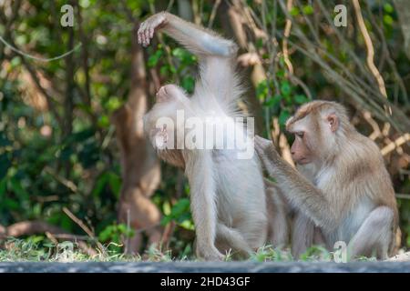 Wild Cute Monkeys mit Gesichtsausdruck im Khao Yai National Park in Thailand. Stockfoto