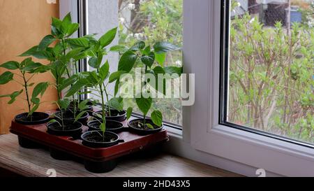 Pfeffern Sie Sämlinge in schwarzen Kunststofftöpfen auf der Fensterbank. Vorbereitung und Anbau von Setzlingen im frühen Frühjahr zu Hause. Stockfoto