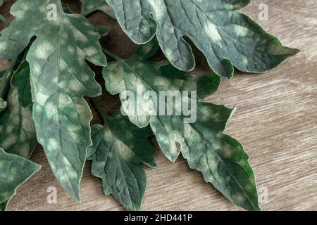 Pflanzenkrankheiten: Tomatenblätter sind von Cladosporiose mit blassgelben Flecken auf den Blättern betroffen. Pilzschäden an Tomaten und eine Abnahme der Ausbeute. Stockfoto