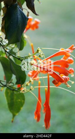 Nahaufnahmen von orangefarbenen Trompetenrebenblüten Stockfoto