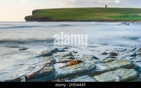 Marwick Head Ansicht, Orkney Stockfoto