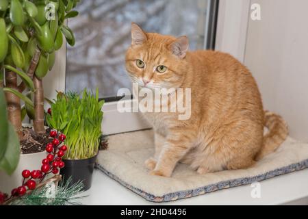 Rote Katze sitzt im Winter auf der Fensterbank und frisst grünes Gras Stockfoto