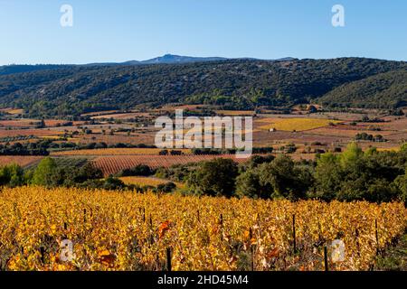 Weinlandschaft bei Aniane im Herault-Tal. In Frankreich Stockfoto