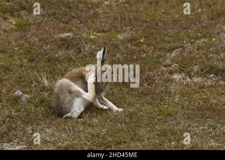 In Schottland wurden Berghasen vor kurzem vor Jagd und Schießerei geschützt, Tausende wurden getötet. Dies wird die Nahrungsquelle der Adler erhöhen ! Stockfoto