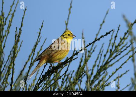 Yellowhammer im ländlichen Schottland, Farmland Habitat mit vielen Büschen und Hecken, idealer Lebensraum. Stockfoto