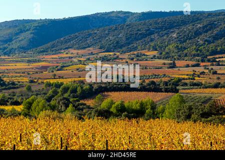 Weinlandschaft bei Aniane im Herault-Tal. In Frankreich Stockfoto