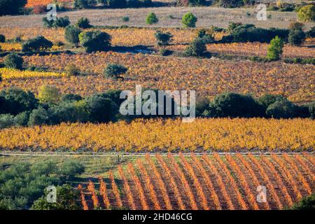 Weinlandschaft bei Aniane im Herault-Tal. In Frankreich Stockfoto