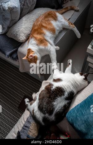 Zwei Hauskatzen liegen auf einem grauen Sofa. Vertikale Komposition Stockfoto