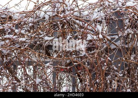 Beeren unter dem Schnee. Wilde Trauben im Winter. Stockfoto