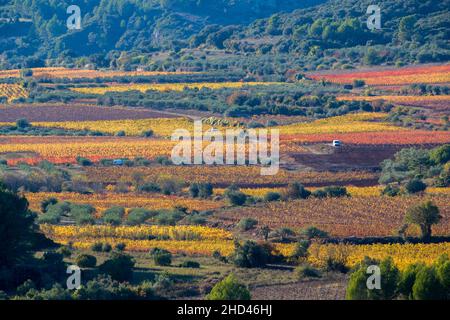 Weinlandschaft bei Aniane im Herault-Tal. In Frankreich Stockfoto