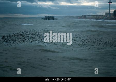 Eine Murmuration von Stare, die tief über das Meer fliegen, mit Brighton's ruinierten West Pier im Hintergrund Stockfoto