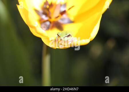 Mediterraner Baumfrosch in gelber Tulpe Stockfoto