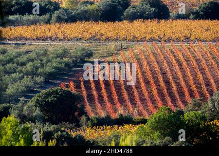 Weinlandschaft bei Aniane im Herault-Tal. In Frankreich Stockfoto