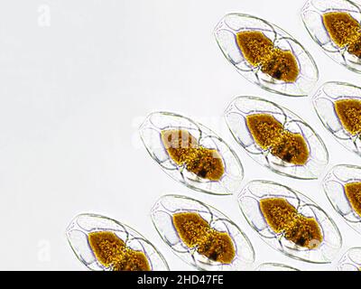 Amphoralgen unter mikroskopischem Sichtmuster, Meeres- und Süßwasserdiatome Stockfoto