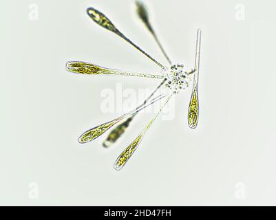 Algen unter mikroskopischer Sicht, Cyanobakterien, Grünalgen, Blaualgen Stockfoto