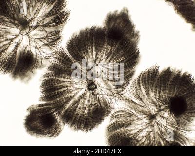 Algen unter mikroskopischer Ansicht, Süßwasser-Rotalgen, Rhodophyta, Batrachospermum Hintergrund Stockfoto