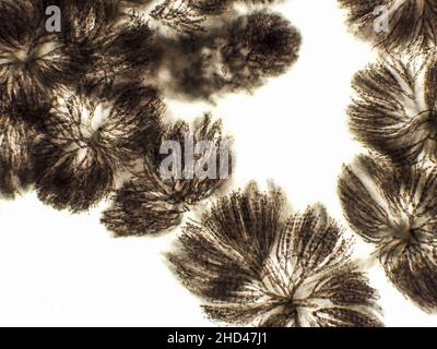 Algen unter mikroskopischer Ansicht, Süßwasser-Rotalgen, Rhodophyta, Batrachospermum Hintergrund Stockfoto