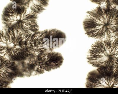 Algen unter mikroskopischer Ansicht, Süßwasser-Rotalgen, Rhodophyta, Batrachospermum Hintergrund Stockfoto