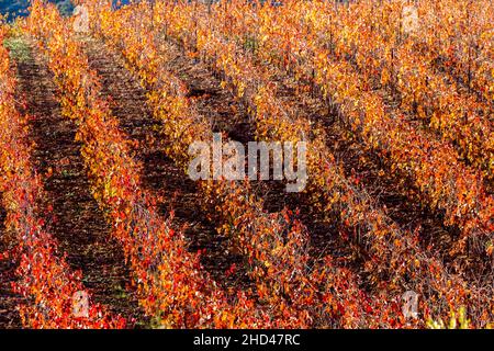 Weinlandschaft bei Aniane im Herault-Tal. In Frankreich Stockfoto