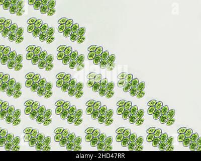 Scenedesmus-Algen unter mikroskopischem Sichtmuster, Grünalgen, Superfutter Stockfoto
