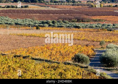 Weinlandschaft bei Aniane im Herault-Tal. In Frankreich Stockfoto