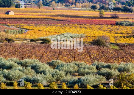 Weinlandschaft bei Aniane im Herault-Tal. In Frankreich Stockfoto