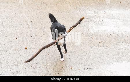 Brighton UK 3rd January 2022 - dieser Hund findet einen schönen großen Stock am Brighton Palace Pier, während Besucher das windige Wetter am Neujahrsfeiertag in England genießen : Credit Simon Dack / Alamy Live News Stockfoto