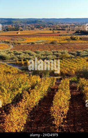 Weinlandschaft bei Aniane im Herault-Tal. In Frankreich Stockfoto