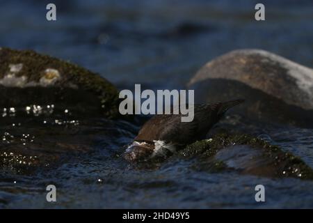 Ein Tauchspender sucht unter Wasser nach Beute, bevor er sich einspringt, um sich von Fischen oder Insekten zu ernähren. Taucht vollständig unter Steine auf, um nach Beute zu suchen. Stockfoto