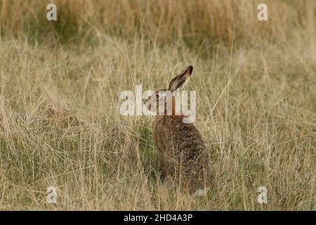 Brauner Hase im Grasland, wo sie sich ernähren und brüten. Dieses Tal war bekannt, dass es Luftfresser, Steinadler, die Hasen müssen wachsam sein haben. Stockfoto