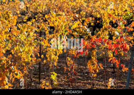 Weinlandschaft bei Aniane im Herault-Tal. In Frankreich Stockfoto