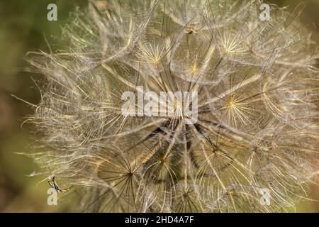 Makro der flauschigen Blüte des Dandelions. Die Samen des Dandelions werden auf blauem Hintergrund aus der Nähe angezeigt. Abstraktion. Nahaufnahme von Dandelionenflaumchen. Stockfoto