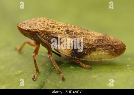 Nahaufnahme des Europäischen Erlenspittlebugs, Aphrophora alni, der auf einem grünen Blatt im Garten sitzt Stockfoto