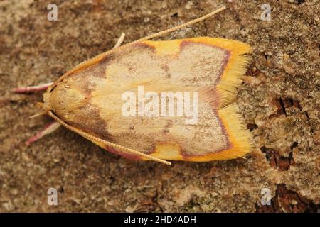 Dorsale Nahaufnahme eines kleinen, aber bunten Laternenmotten aus Eiche, Carcina quercana, der auf einem Stück Holz im Garten sitzt Stockfoto