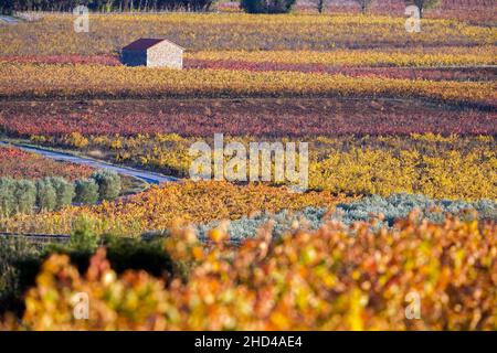 Weinlandschaft bei Aniane im Herault-Tal. In Frankreich Stockfoto