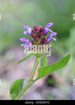 Prunella vulgaris, allgemein bekannt als Selbstheilung, Heilkraut, Herz-der-Erde oder Wundkraut, wild blühende Pflanze aus Finnland Stockfoto