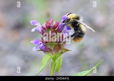 Prunella vulgaris, allgemein bekannt als Selfheal, Heal-all, Heart-of-the-Earth oder Woundwort, wild blühende Pflanze aus Finnland Stockfoto