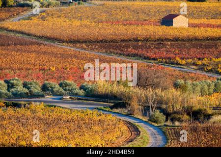 Weinlandschaft bei Aniane im Herault-Tal. In Frankreich Stockfoto