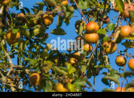 Männlicher Blackcap (Sylvia atricapilla), der in einem fruchtenden Apfelbaum thront, Herefordshire England, Großbritannien. November 2021, Stockfoto