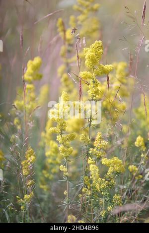 Galium verum, allgemein bekannt als Lady's Bedstraw, Wirtgen’s Bedstraw oder Yellow Bedstraw, Wildblume aus Finnland Stockfoto