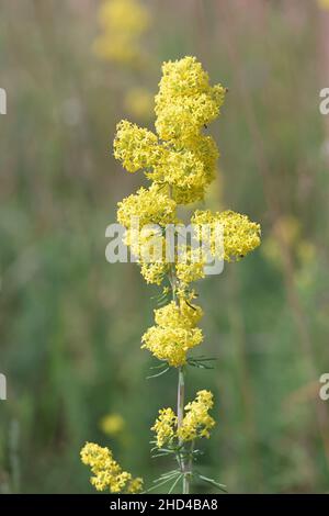 Galium verum, allgemein bekannt als Lady's Bedstraw, Wirtgen’s Bedstraw oder Yellow Bedstraw, Wildblume aus Finnland Stockfoto