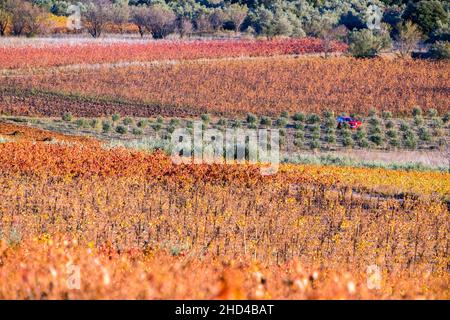 Weinlandschaft bei Aniane im Herault-Tal. In Frankreich Stockfoto