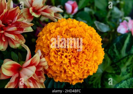 Tagetes erecta bekannt als mexikanische Ringelblume orange gefärbte Blume Stockfoto