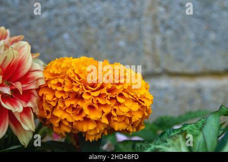Tagetes erecta bekannt als mexikanische Ringelblume orange gefärbte Blume Stockfoto