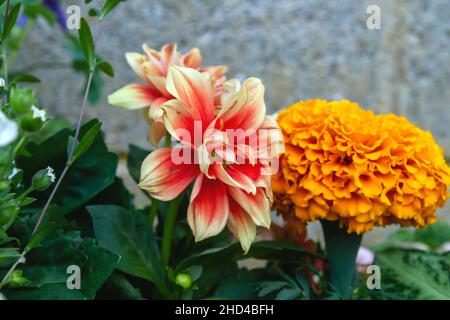 Dhalia pinnata rote und hellgelbe Blume Stockfoto